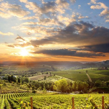 Vineria di Vertine